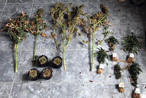 Marijuana plants seized in raids on two Uptown homes in July 2011. (UptownMessenger.com file photo via NOPD)
