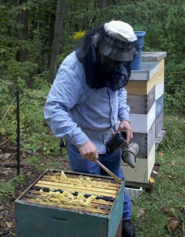 avital apiary4
