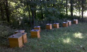 avital_apiary1