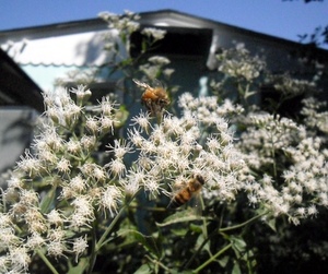 bees black pearl feat