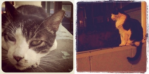 Tigre and Rusty