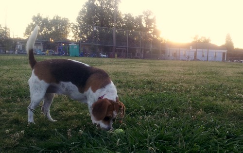 wisner dog park
