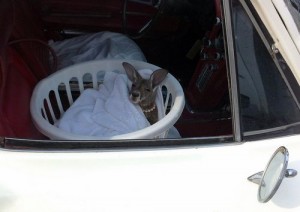 kangaroo