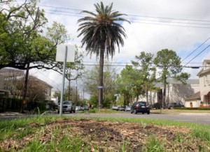 The remaining trees along Jefferson Avenue between South Claiborne and Danneel will be removed starting this week. (UptownMessenger.com file photo from April 2013)
