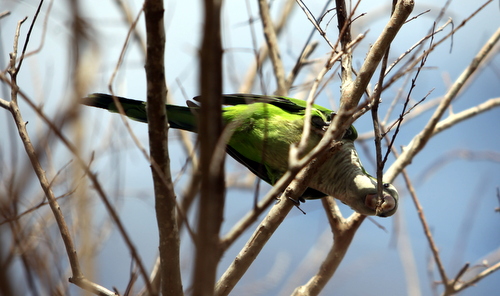 0408parakeet1