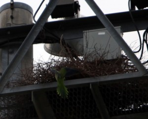 0408parakeet3