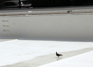 0801pool2