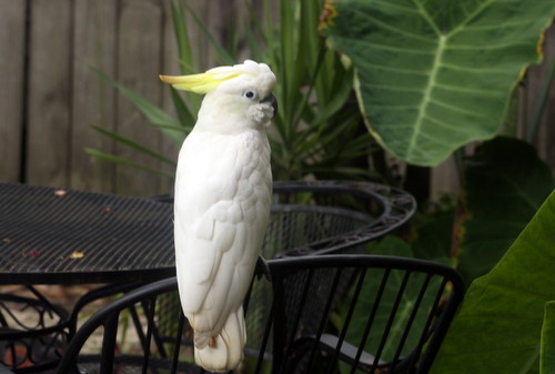 A cockatoo sits on the back patio of Victor Atkins' home in the 3400 block of Laurel Street on Tuesday afternoon. (Robert Morris, UptownMessenger.com)