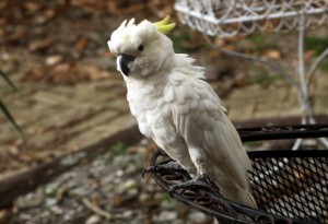 The cockatoo on Atkins' back porch. (Robert Morris, UptownMessenger.com)