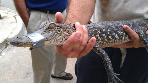A three-foot alligator captured from near the 123 Walnut condos. (submitted photo by Claiborne Davis)