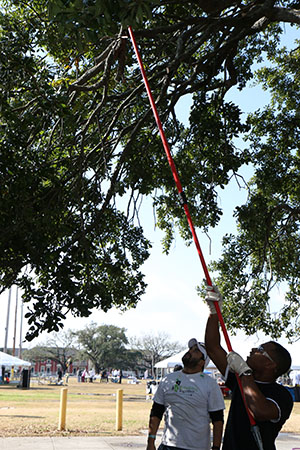Joel Lee cuts down a low-hanging branch of an oak tree. (photo by Zach Brien for UptownMessenger.com)