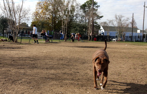 A dog runs the length of Wisner Park. (UptownMessenger.com)