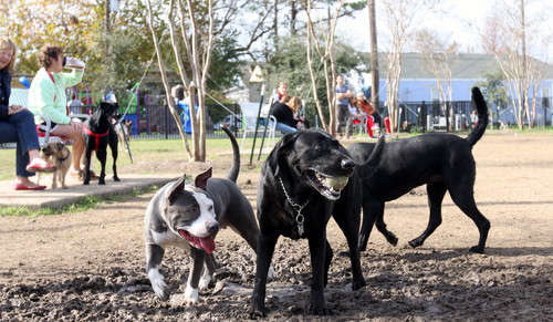 A pit bull named Love and a Black lab named Buddy play with a tennis ball at Wisner Park. (UptownMessenger.com)