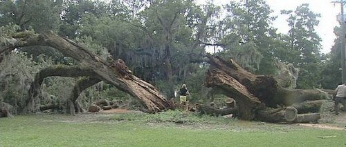 Workers begin removing a fallen oak tree from Audubon Park on Tuesday. (photo via WWL-TV)