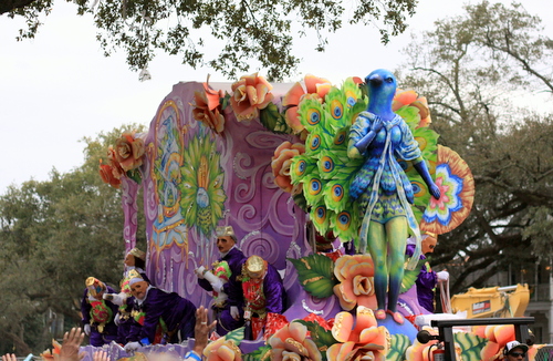 The Proteus "Pretty as a Peacock" float rolls, with an explanation attached. (Robert Morris, UptownMessenger.com)