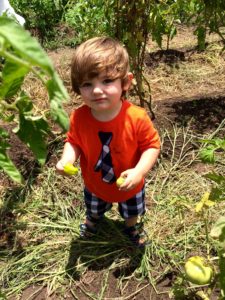 Mick O’Leary, aged one, harvests Green Bell Peppers (Froeba)